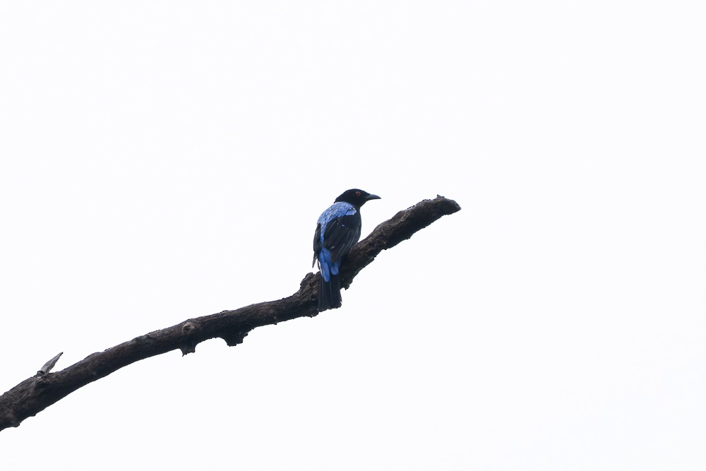Asian Fairy-bluebird - ML647061287