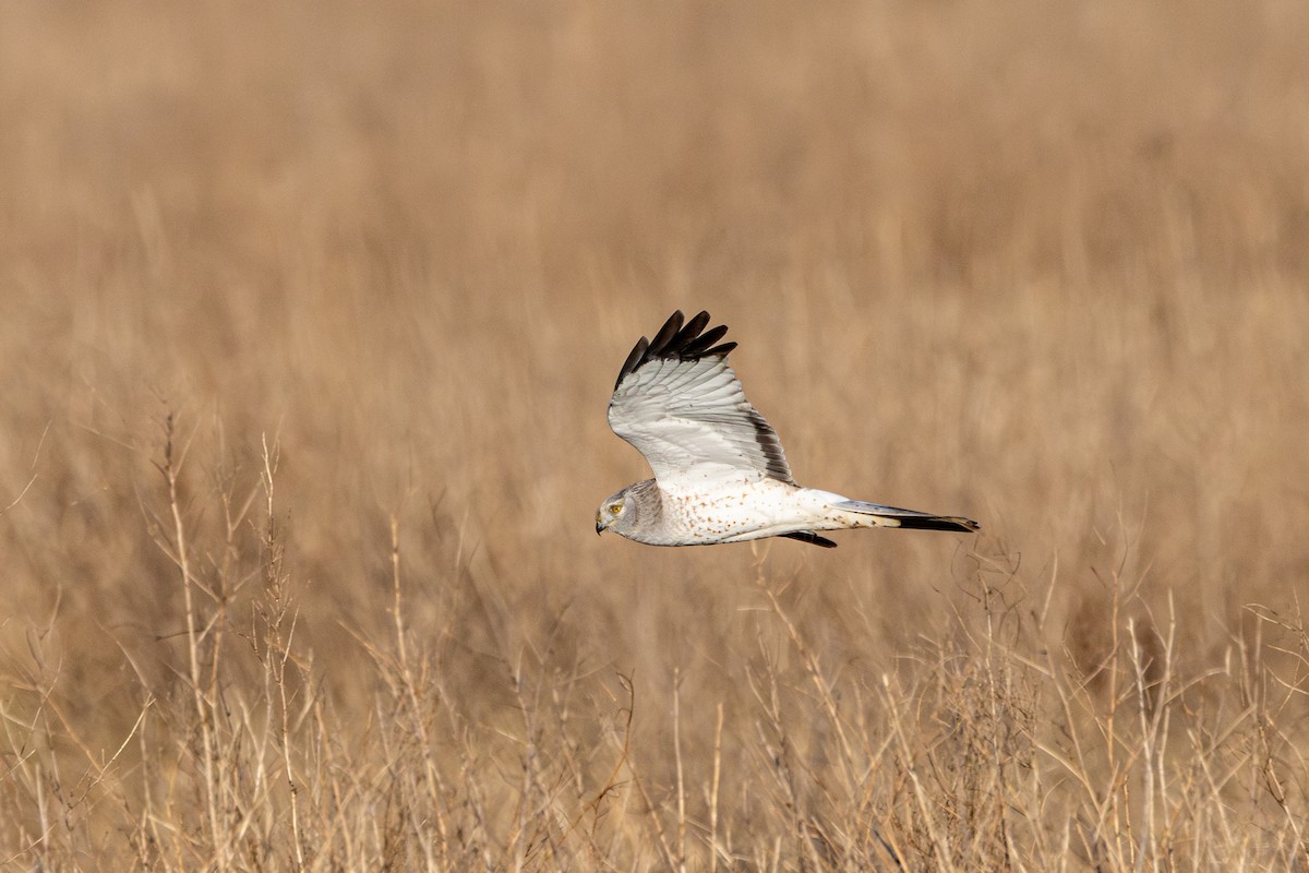 Northern Harrier - ML647061296