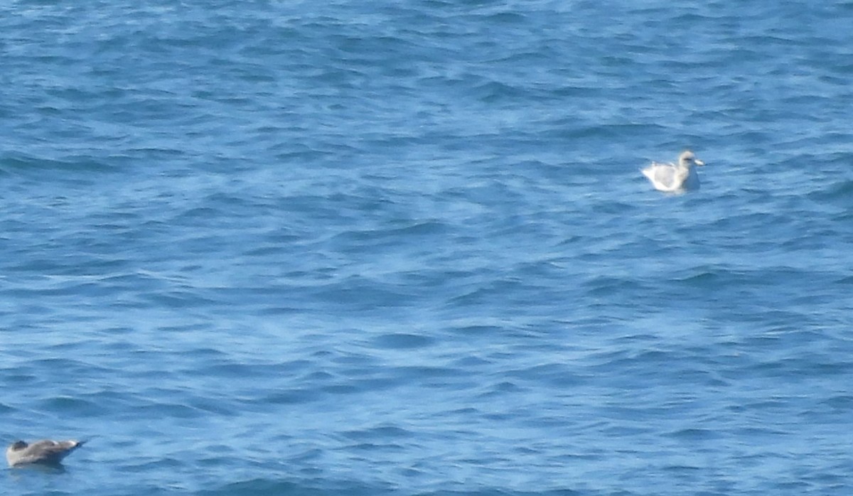 Eissturmvogel - ML647061298