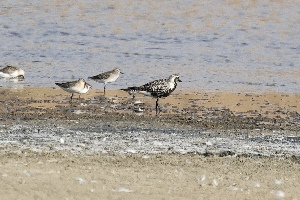 tundralo - ML647061310