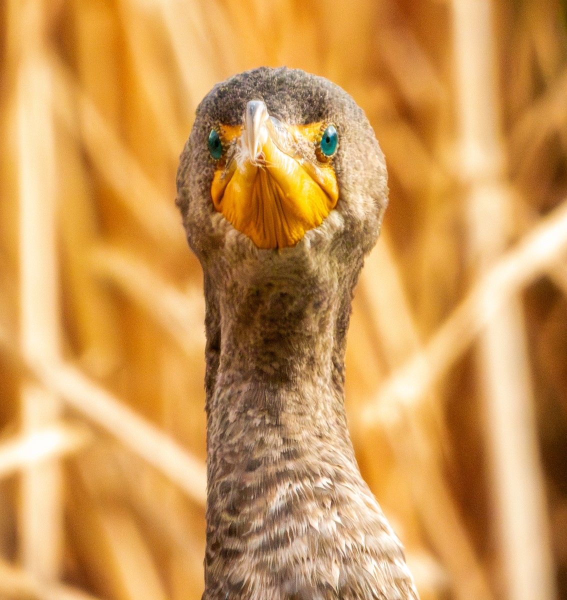 kormorán ušatý - ML647061316