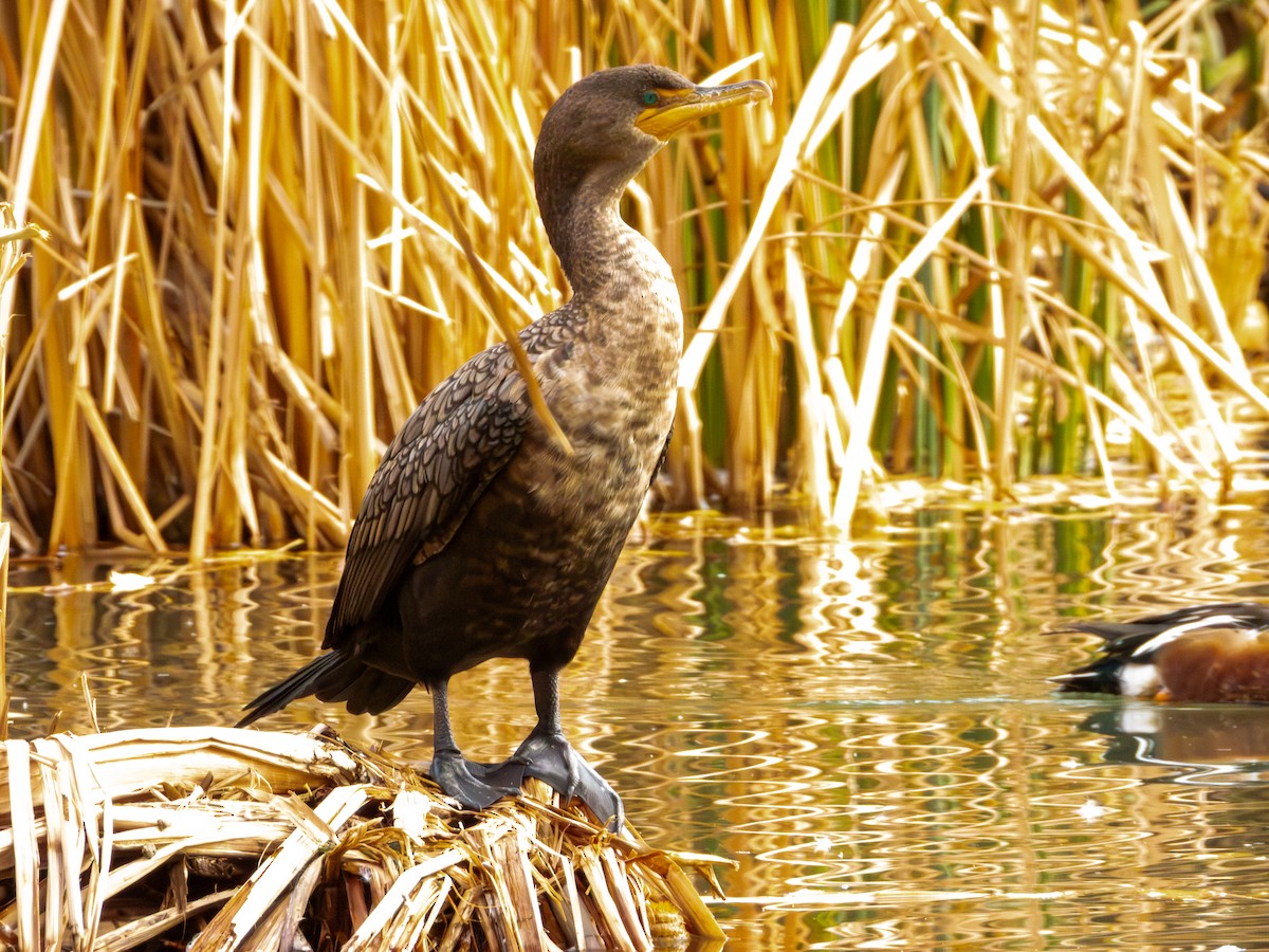 kormorán ušatý - ML647061319