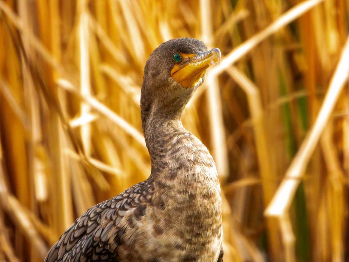 kormorán ušatý - ML647061320