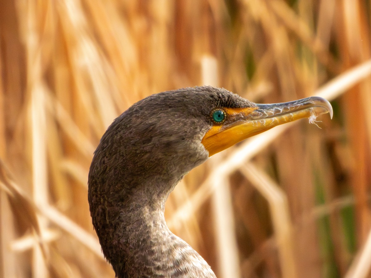 kormorán ušatý - ML647061321