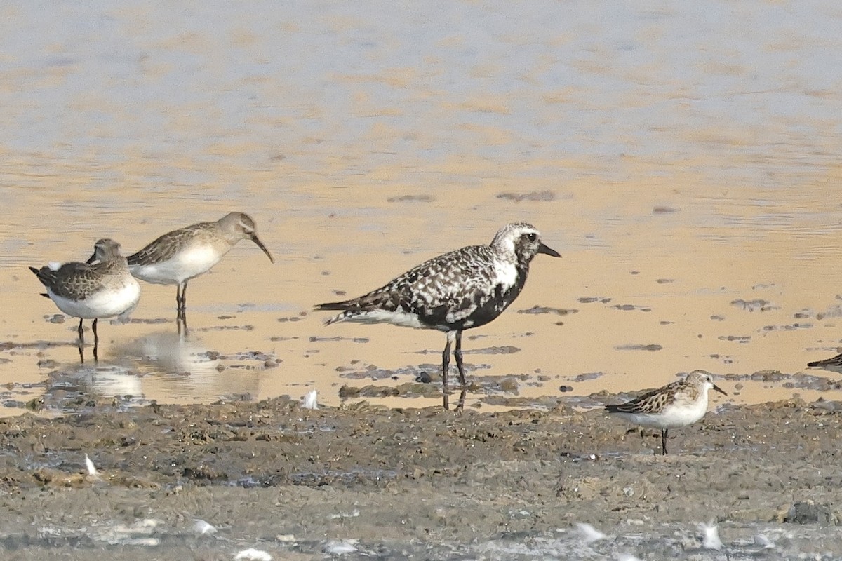 tundralo - ML647061322