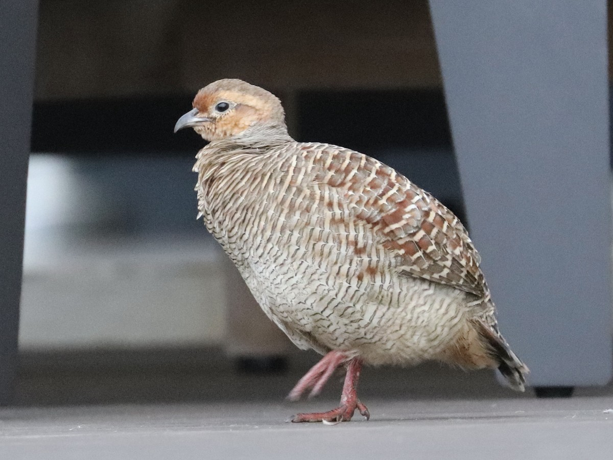 Gray Francolin - ML647061325