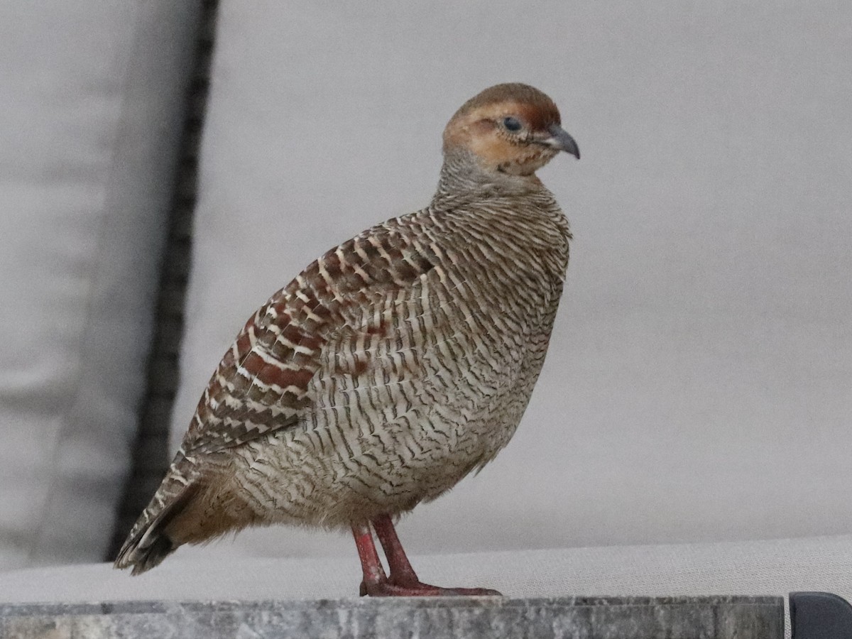 Gray Francolin - ML647061326
