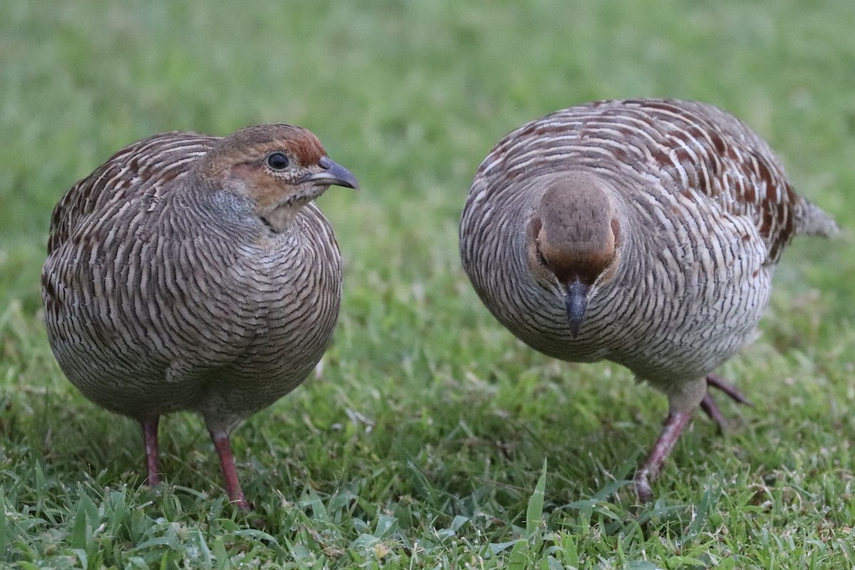 Gray Francolin - ML647061327