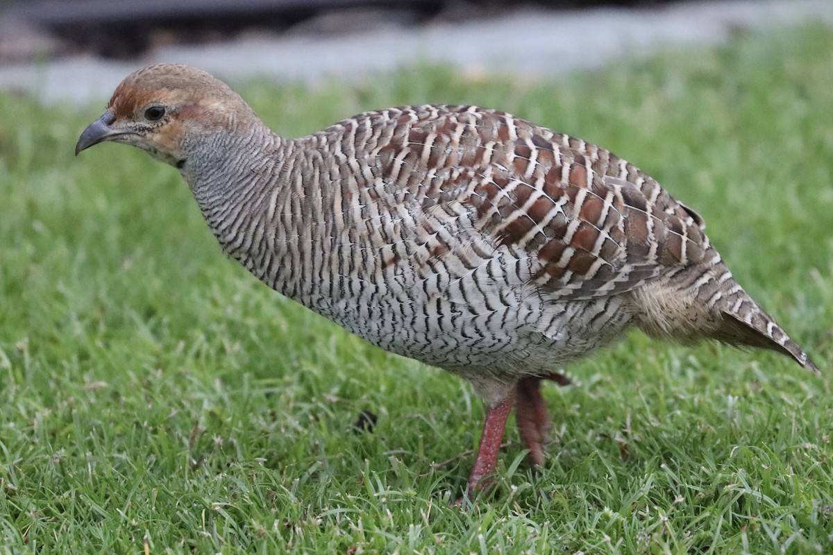 Gray Francolin - ML647061328