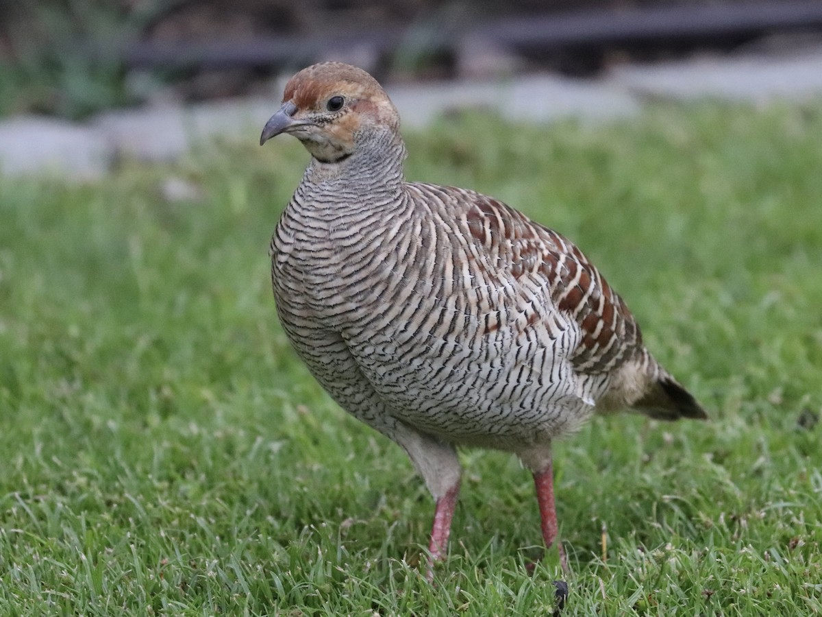 Gray Francolin - ML647061329