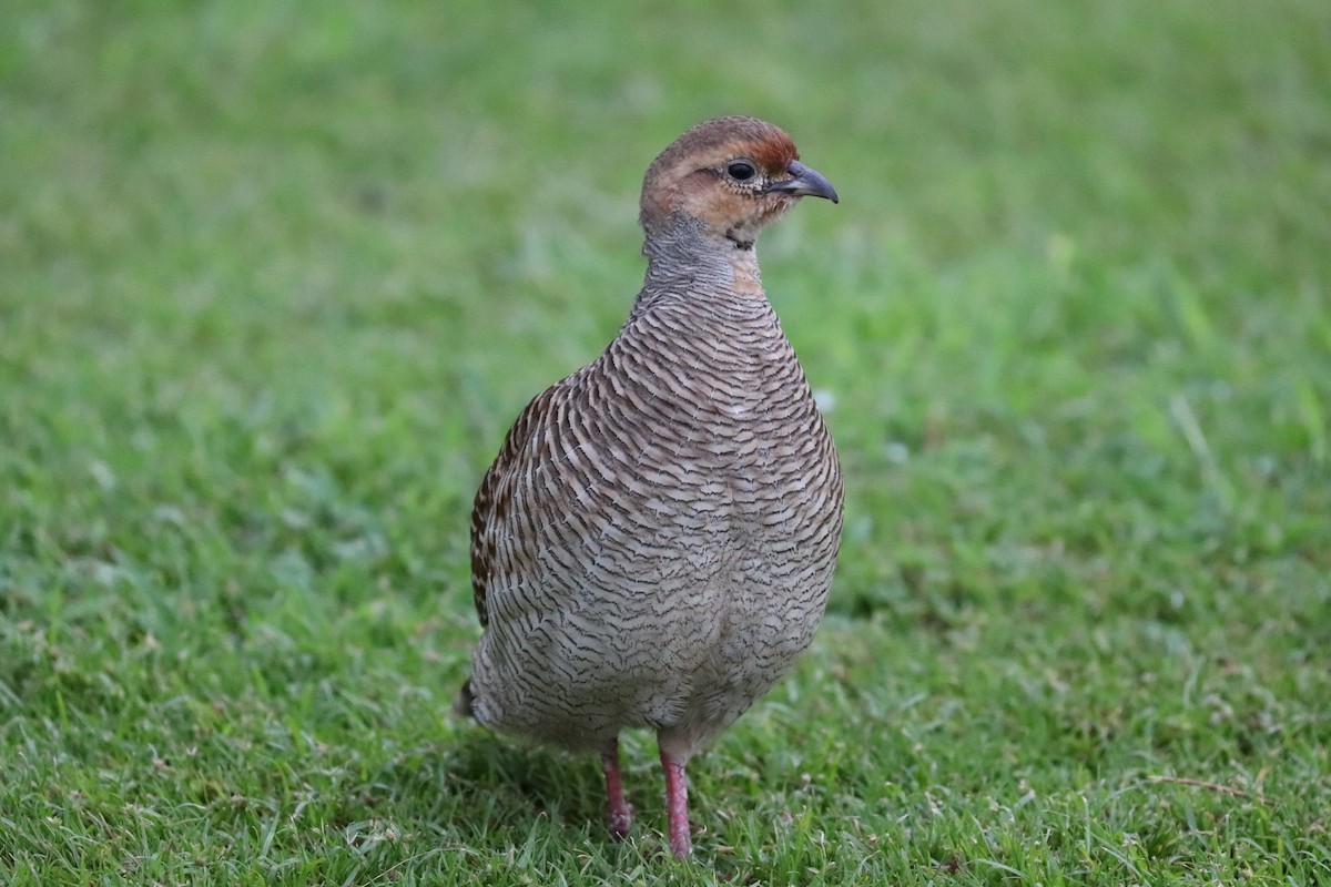 Gray Francolin - ML647061331