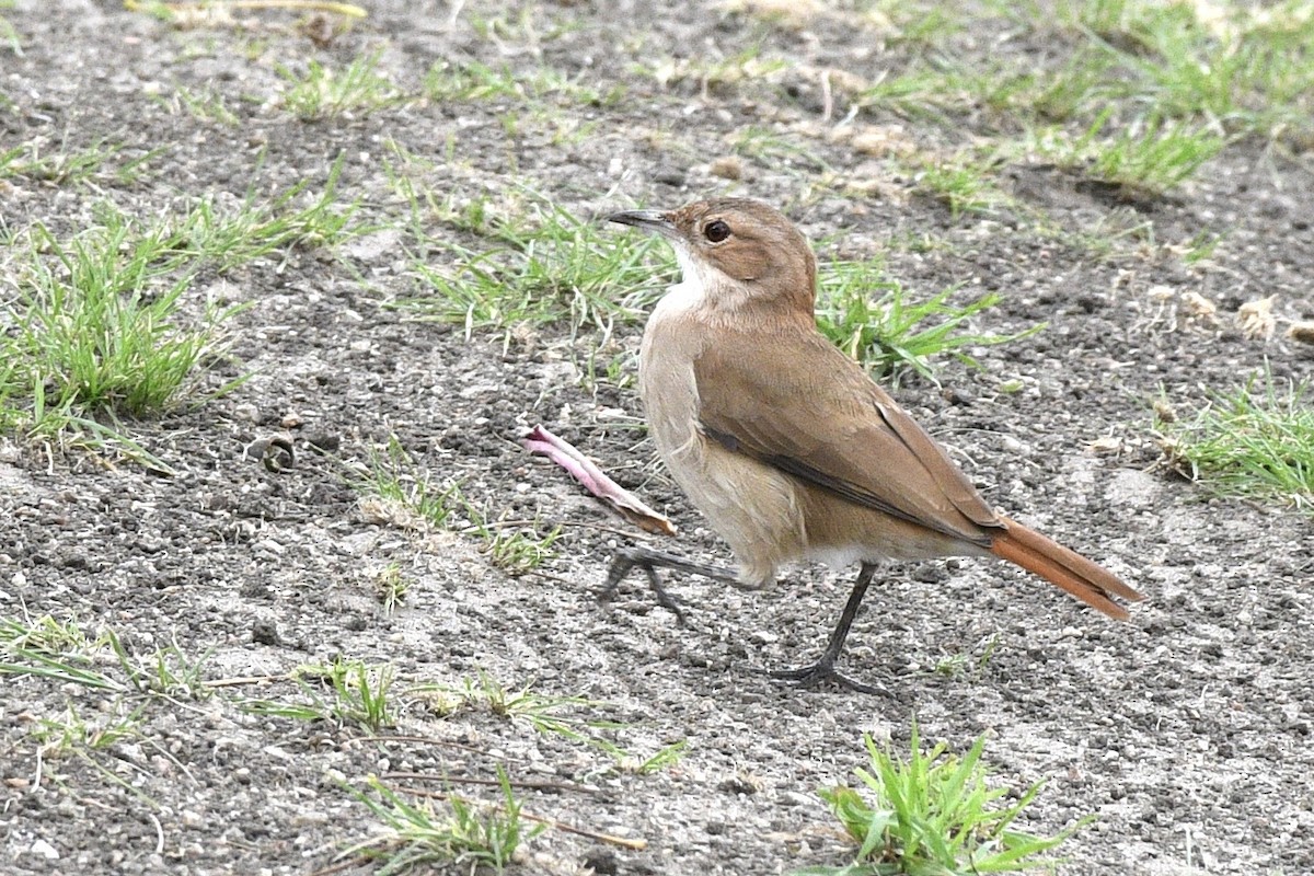 Rufous Hornero - ML647061341