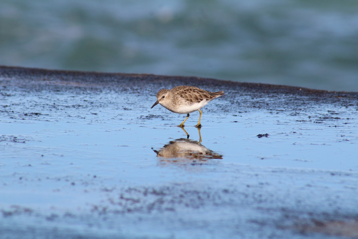 Least Sandpiper - ML647061355