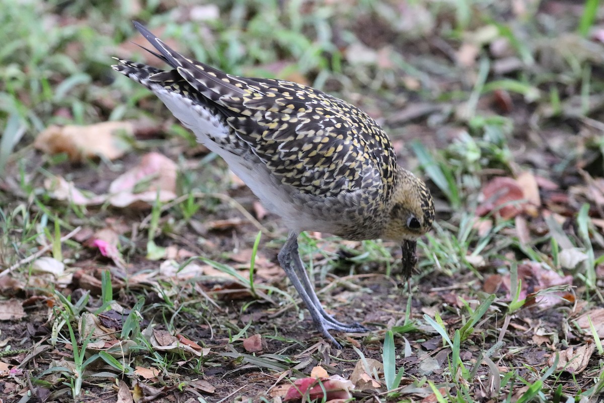 Küçük Altın Yağmurcun - ML647061371