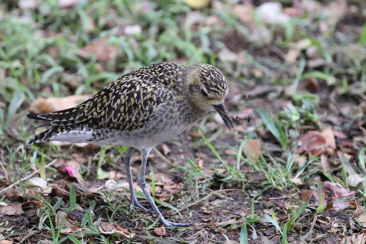 Küçük Altın Yağmurcun - ML647061372