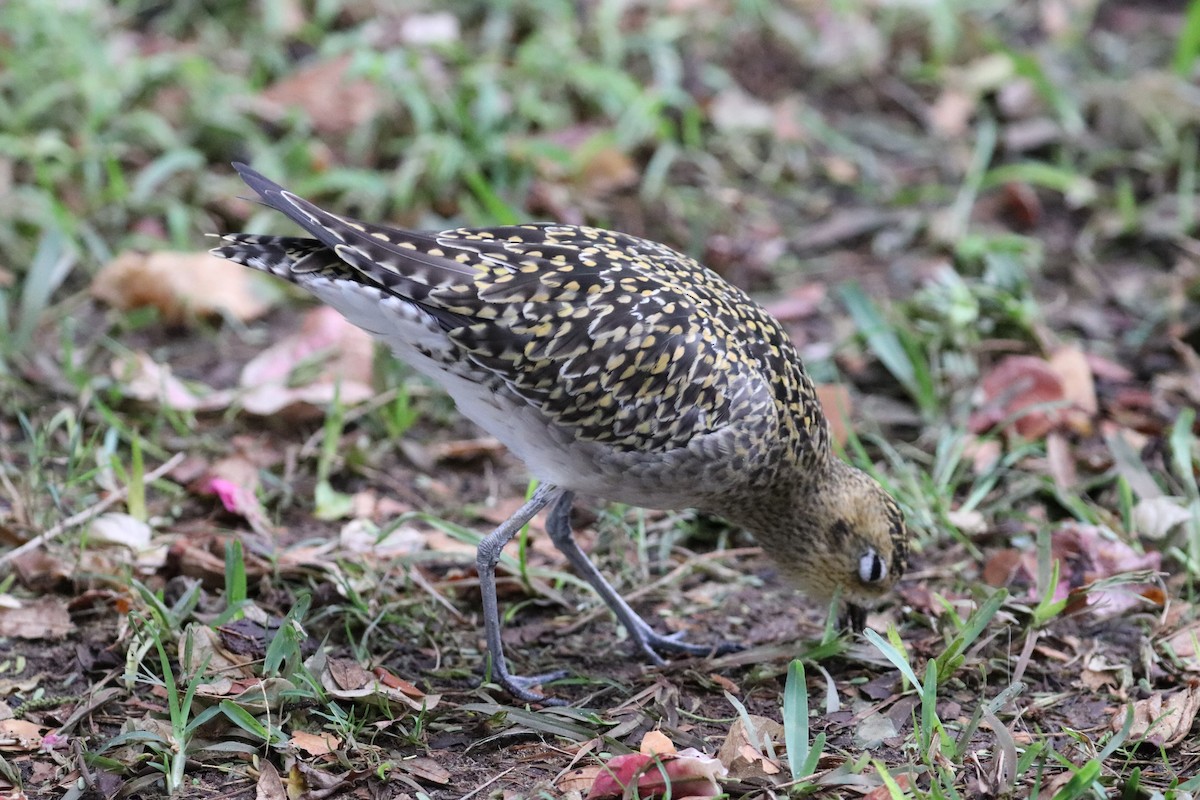 Küçük Altın Yağmurcun - ML647061373