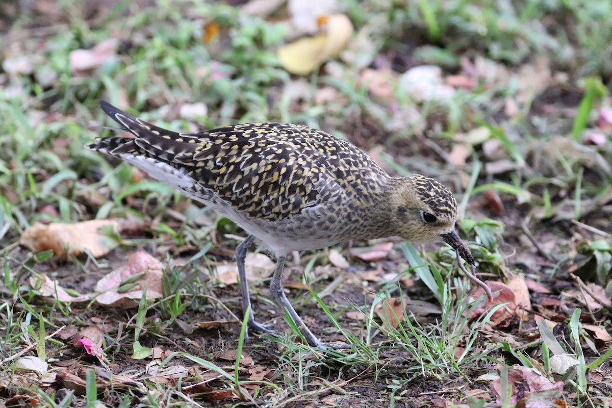 Küçük Altın Yağmurcun - ML647061375