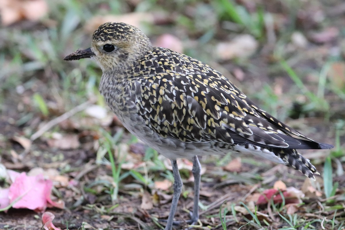 Küçük Altın Yağmurcun - ML647061376