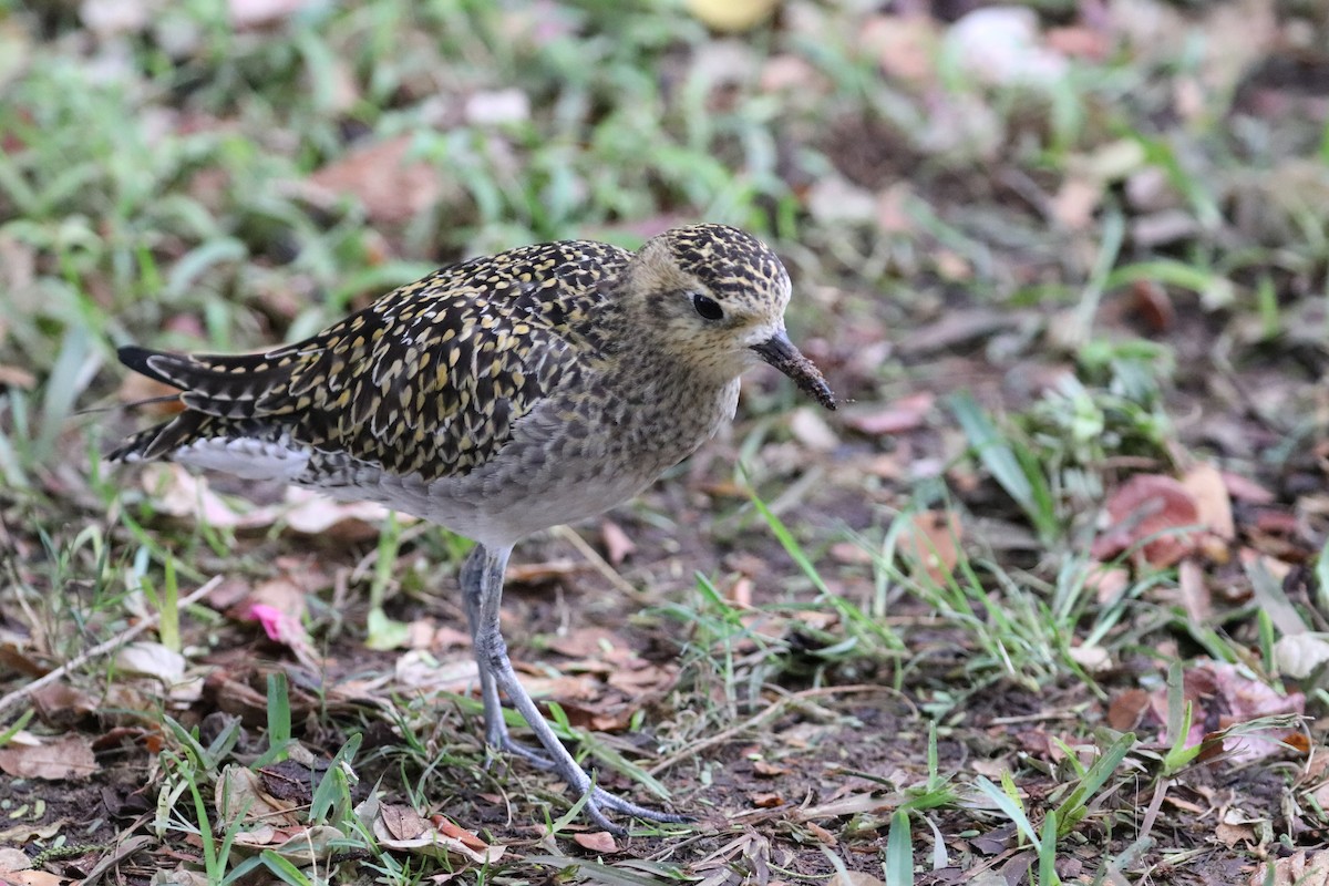 Küçük Altın Yağmurcun - ML647061377