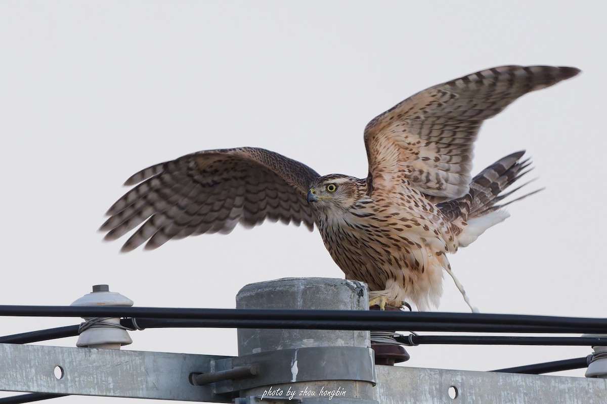 Aztore eurasiarra - ML647061380