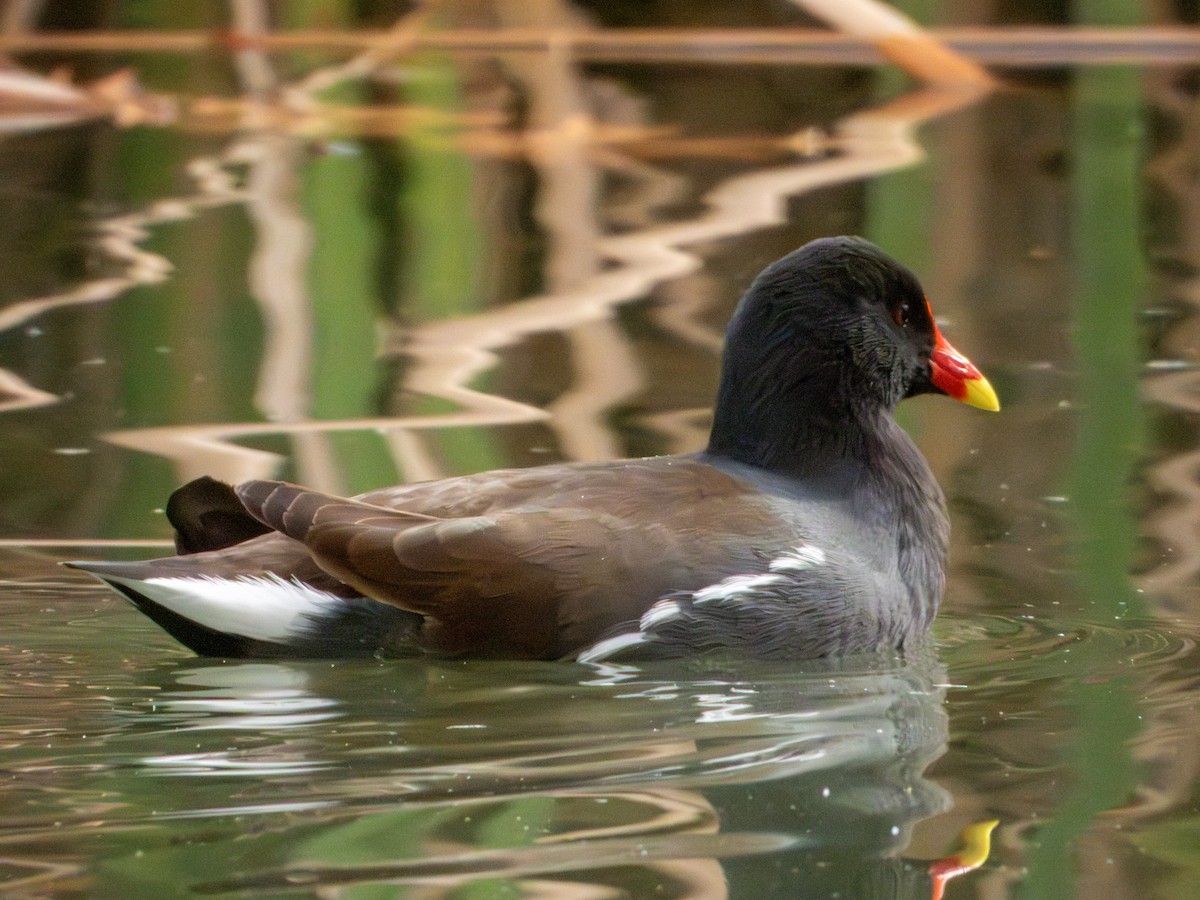 slípka americká - ML647061383