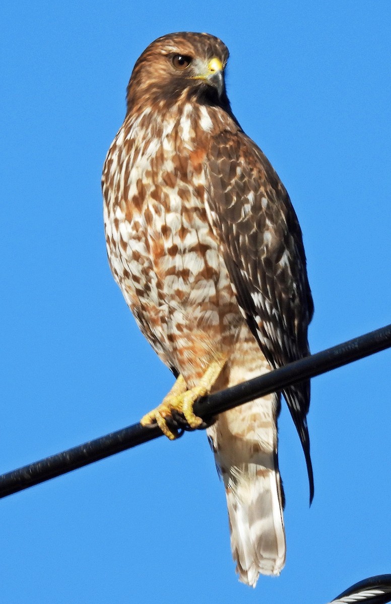 káně páskovaná - ML647061388