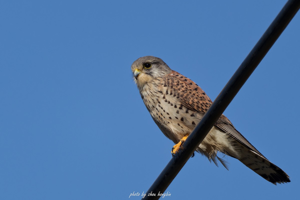 紅隼(tinnunculus群) - ML647061389