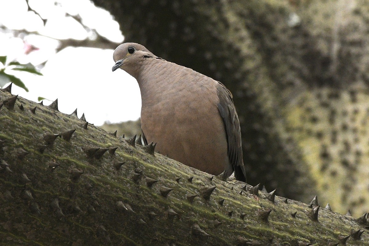 Eared Dove - ML647061390