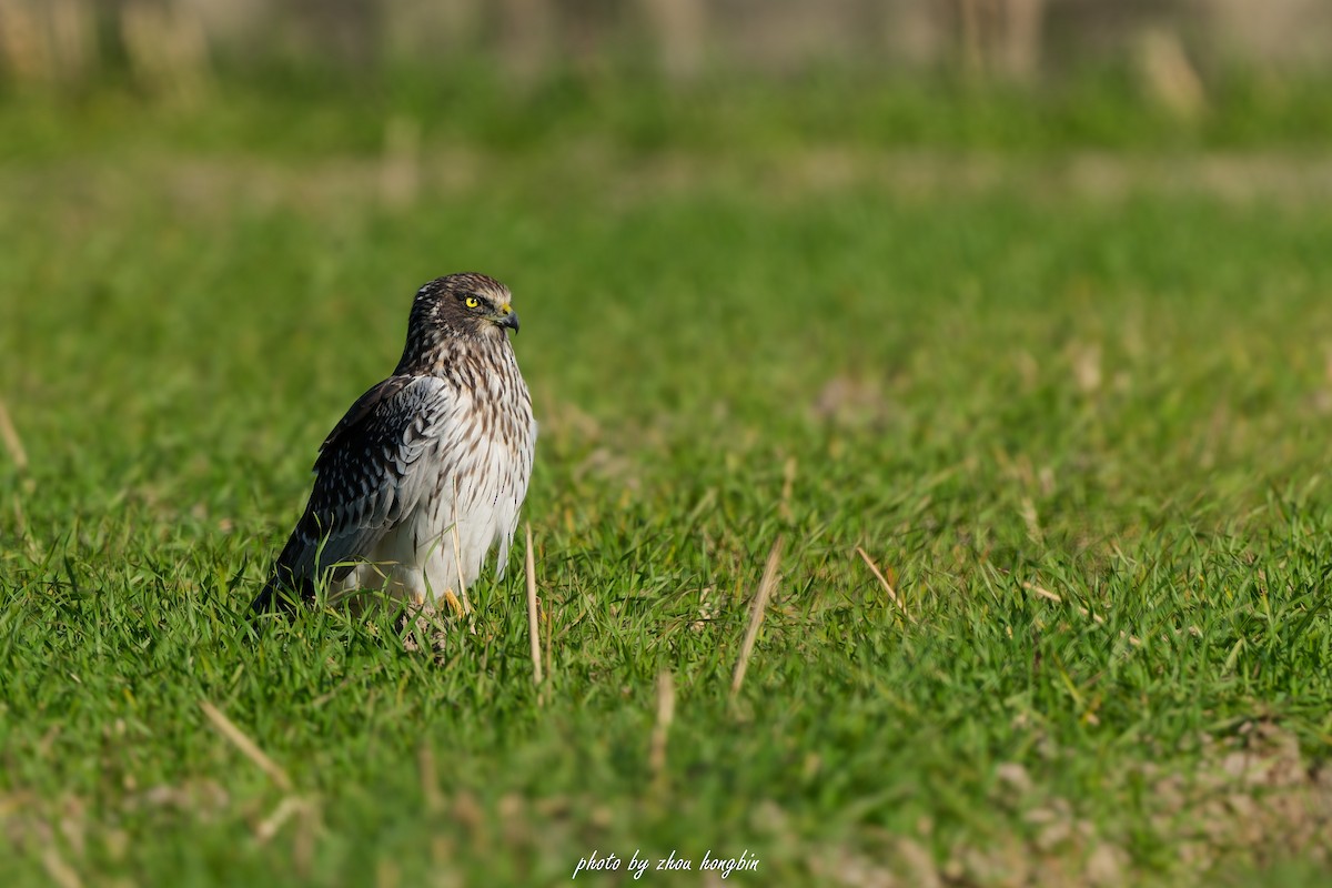 Eastern Marsh Harrier - ML647061397