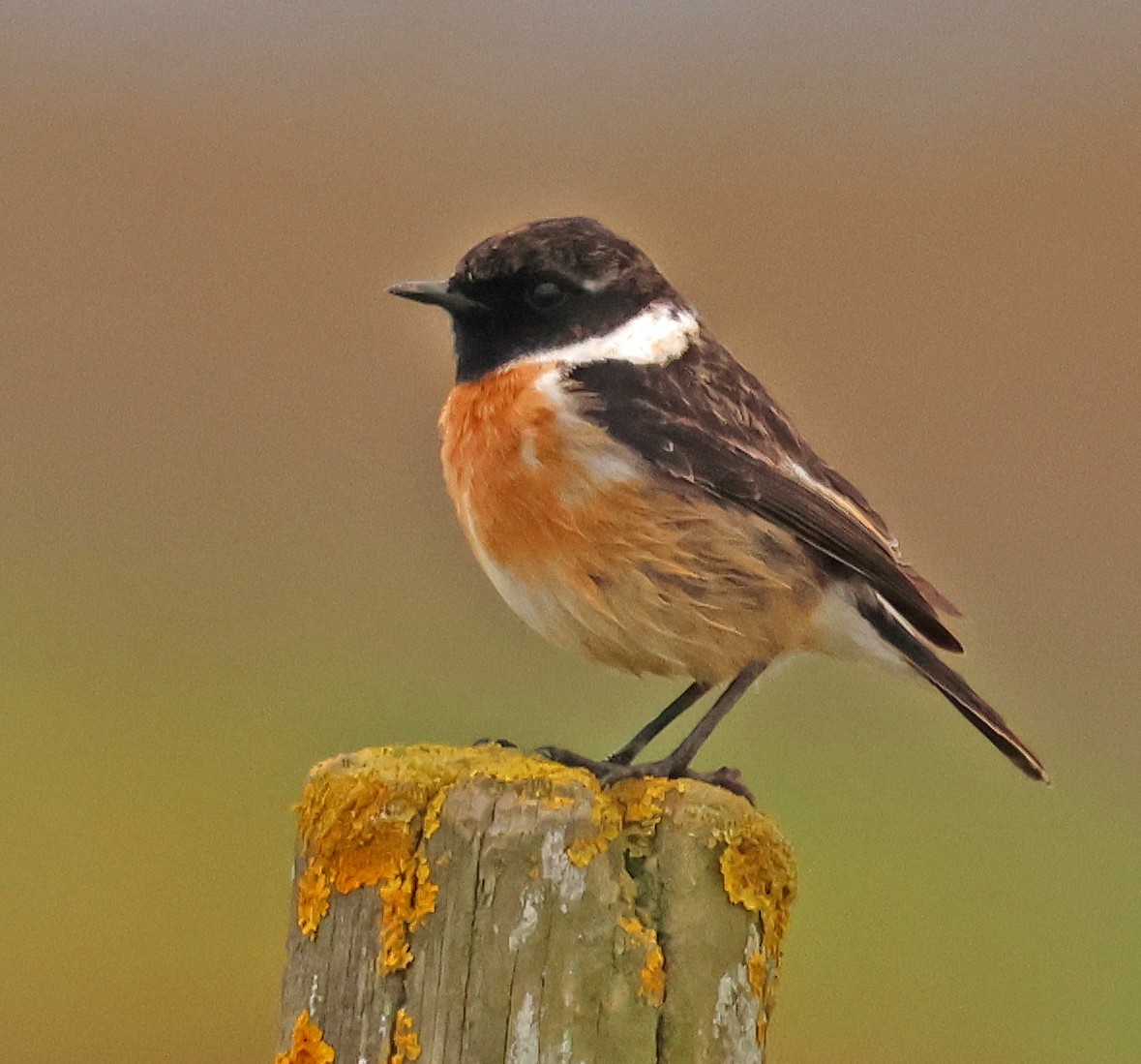 ヨーロッパノビタキ - ML647061403