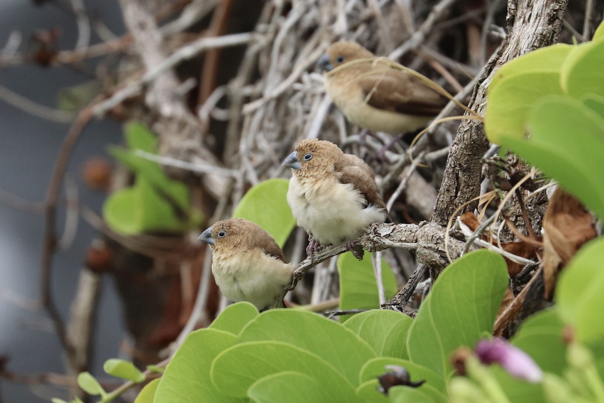 アフリカギンバシ - ML647061404