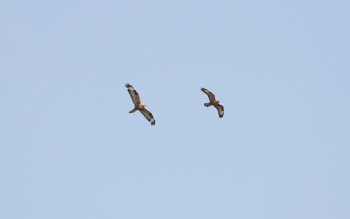 Long-legged Buzzard - ML647061411