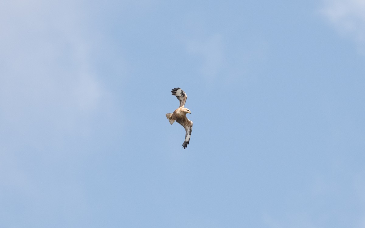 Long-legged Buzzard - ML647061413