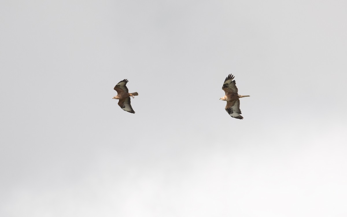 Long-legged Buzzard - ML647061415