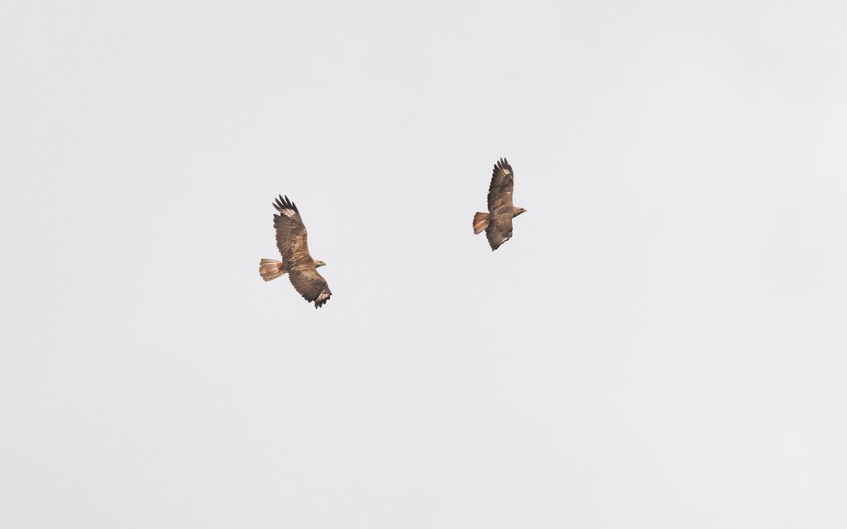 Long-legged Buzzard - ML647061418