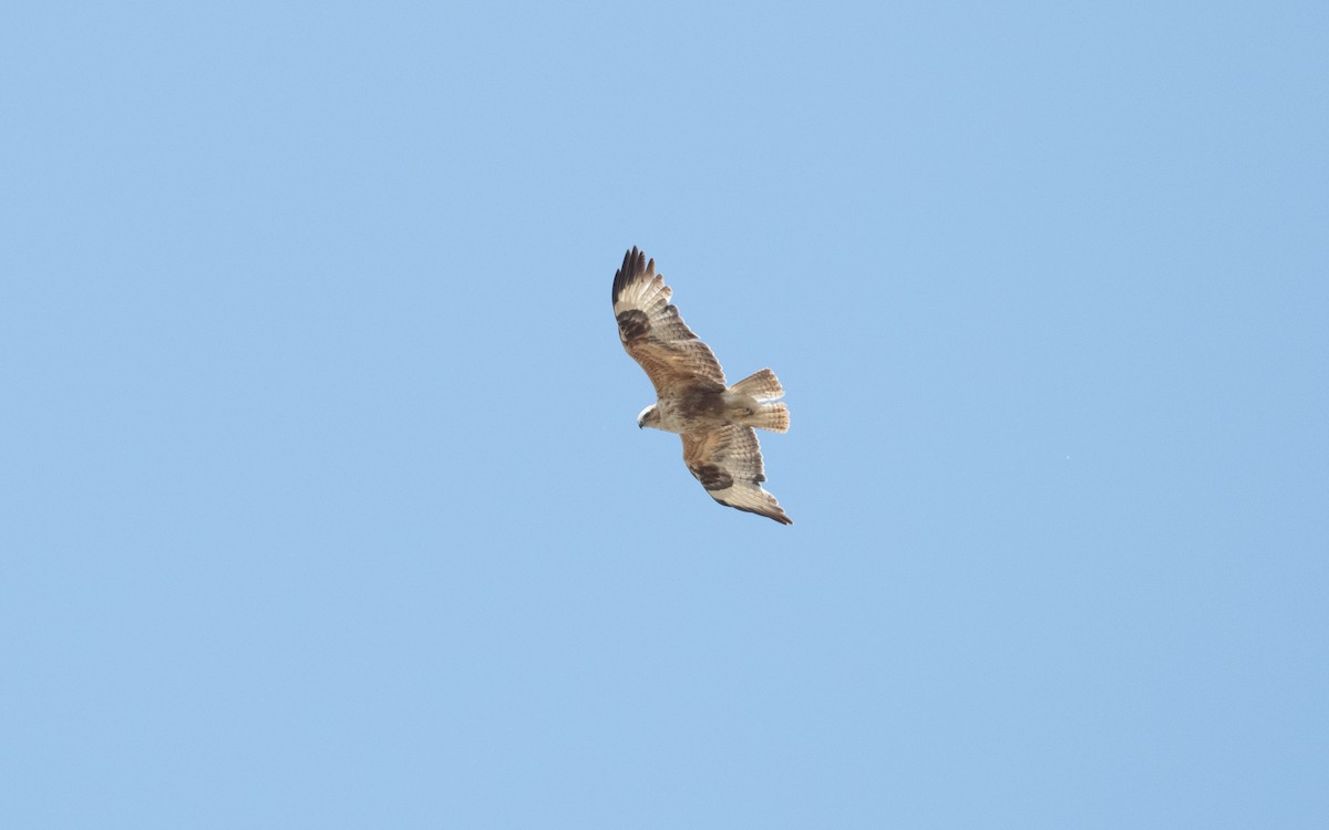 Long-legged Buzzard - ML647061419
