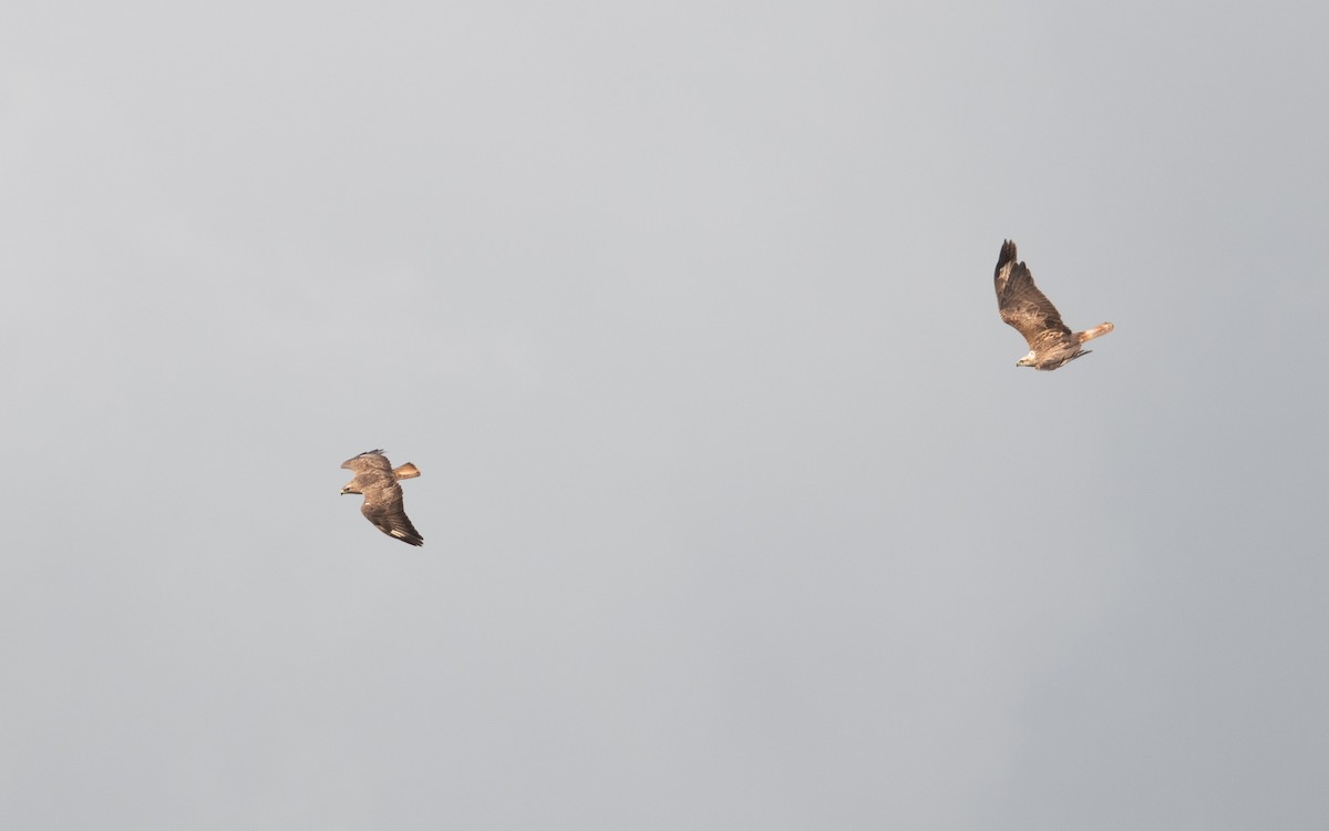 Long-legged Buzzard - ML647061420