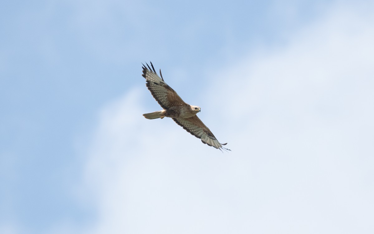 Long-legged Buzzard - ML647061422