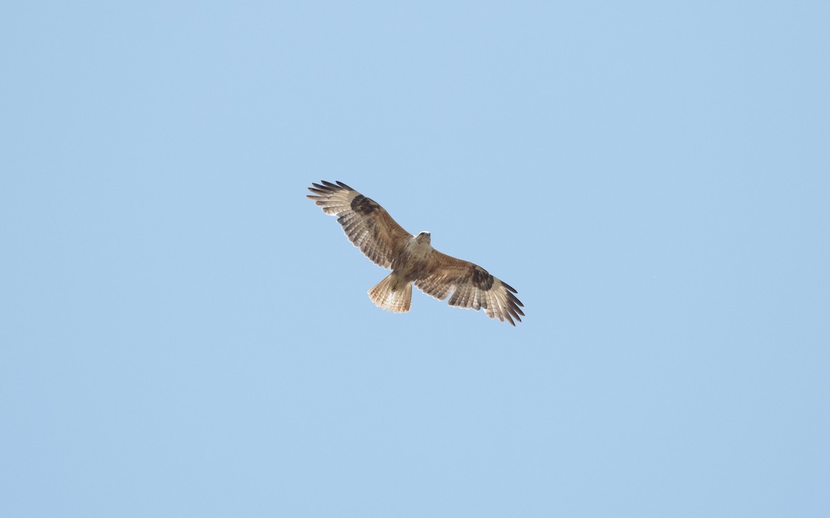 Long-legged Buzzard - ML647061423