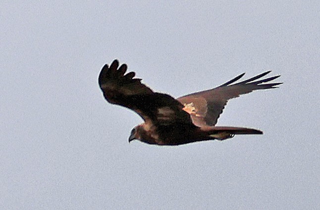 ヨーロッパチュウヒ - ML647061424