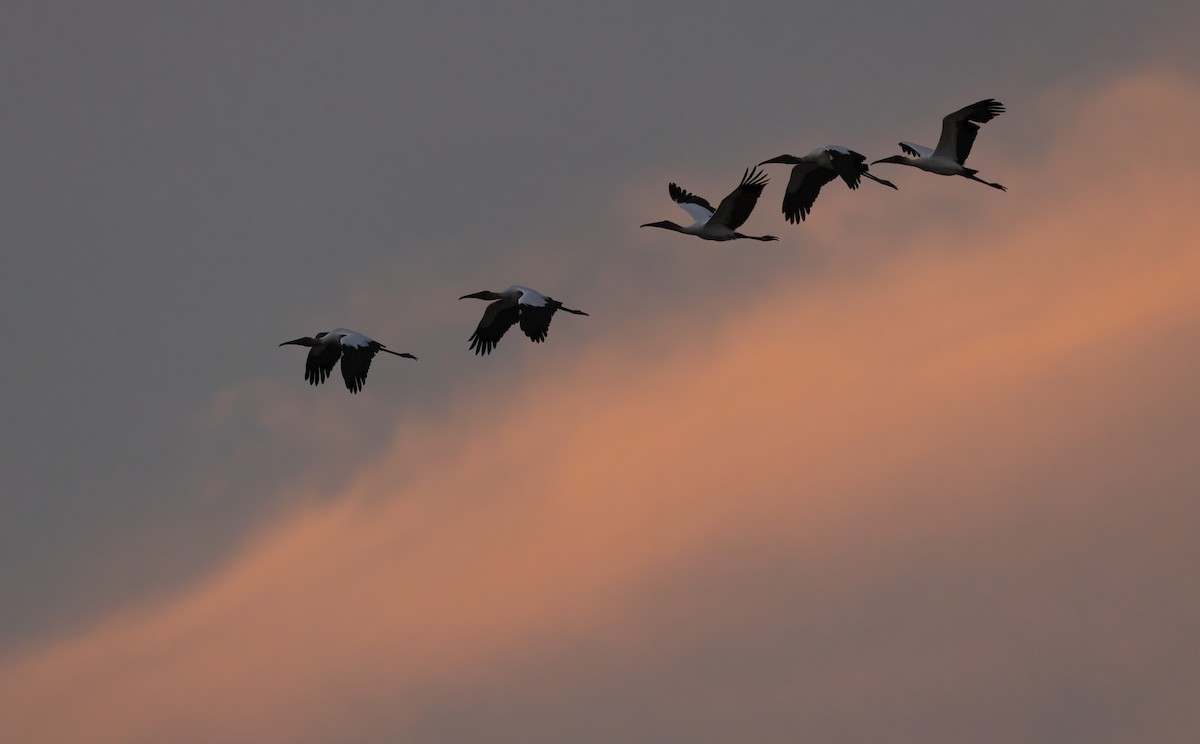 Wood Stork - ML647061426