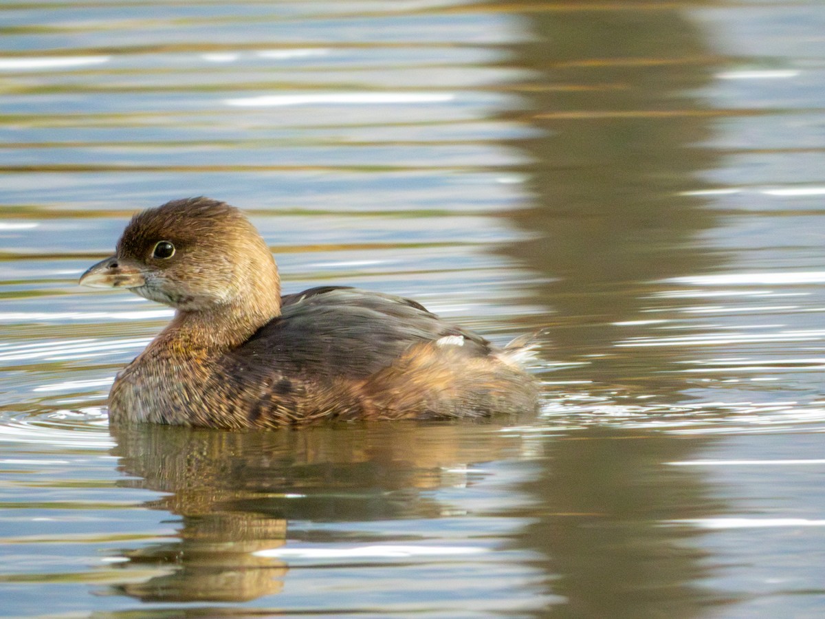 potápka americká - ML647061430