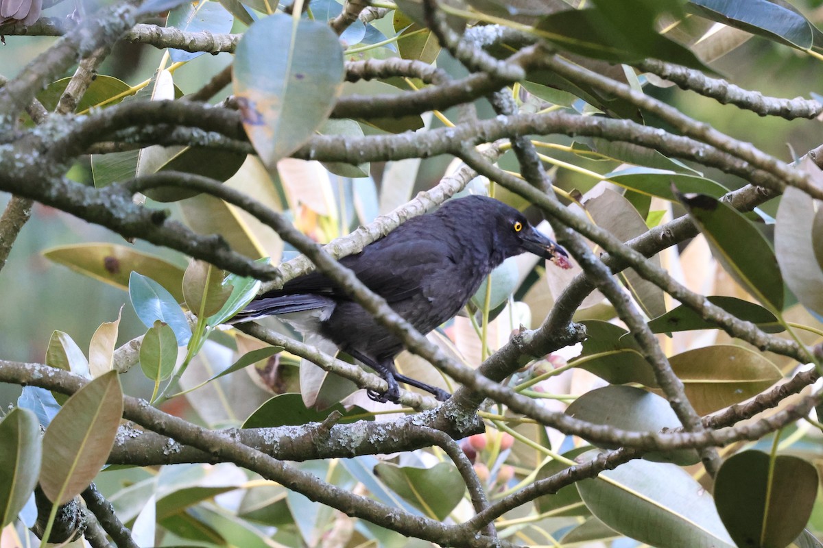 Pied Currawong - ML647061432