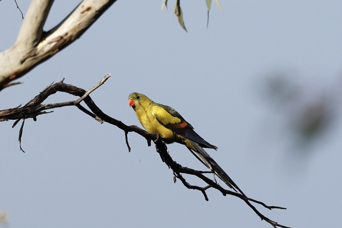 Regent Parrot - ML647061434