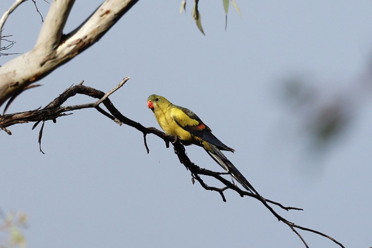 Regent Parrot - ML647061436
