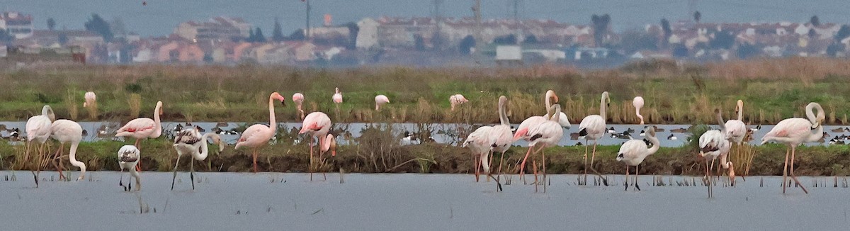 ヨーロッパフラミンゴ - ML647061437