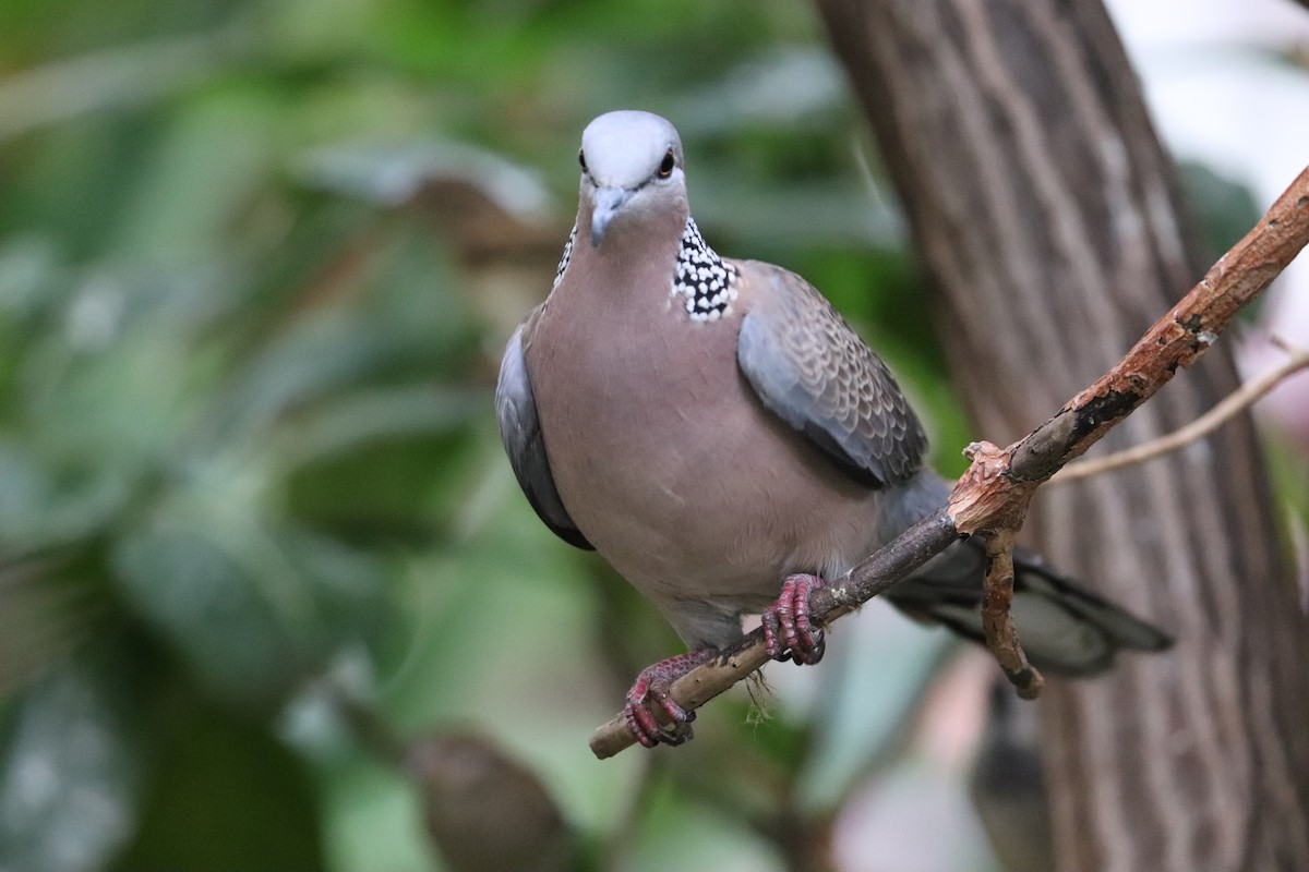 カノコバト - ML647061442