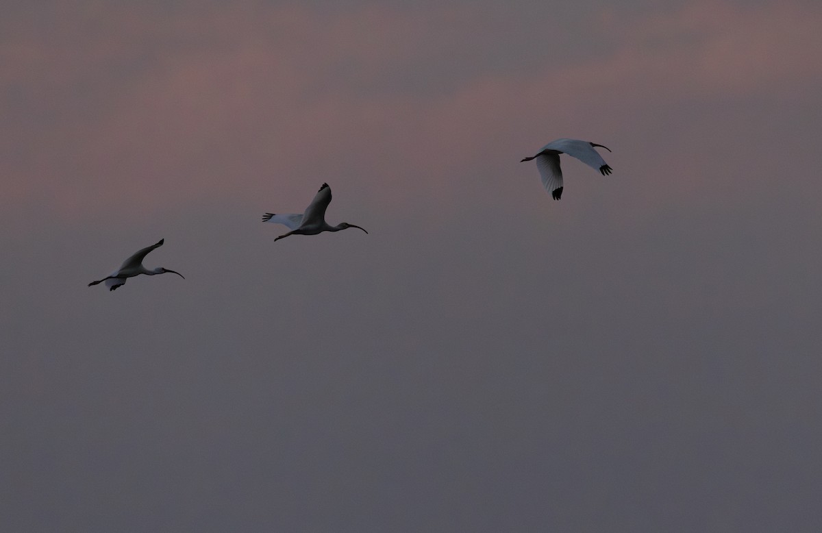 White Ibis - ML647061443