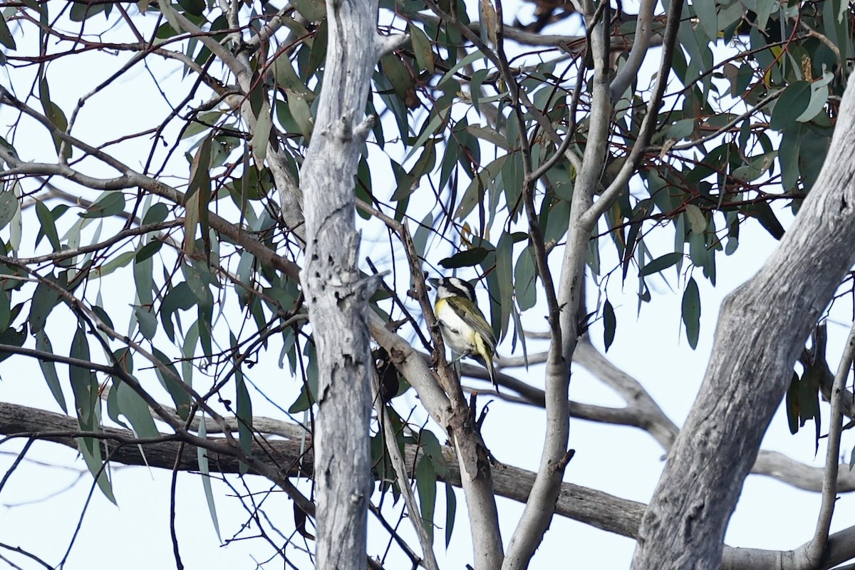Western Shrike-tit - ML647061444