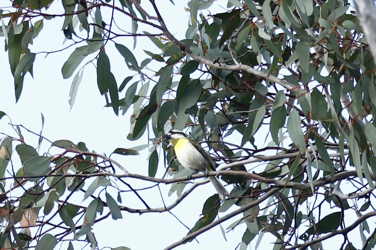 Western Shrike-tit - ML647061446